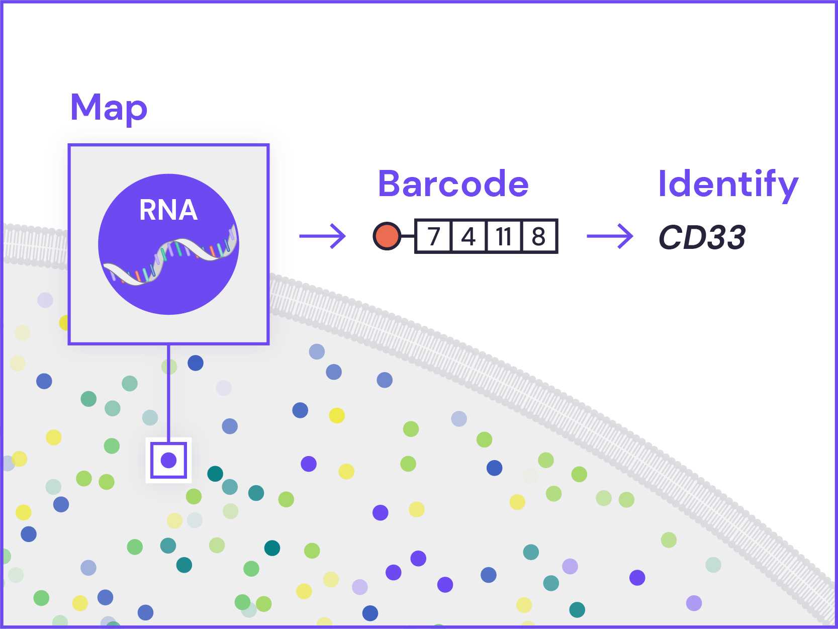 Logo depicting spatial genomics at play